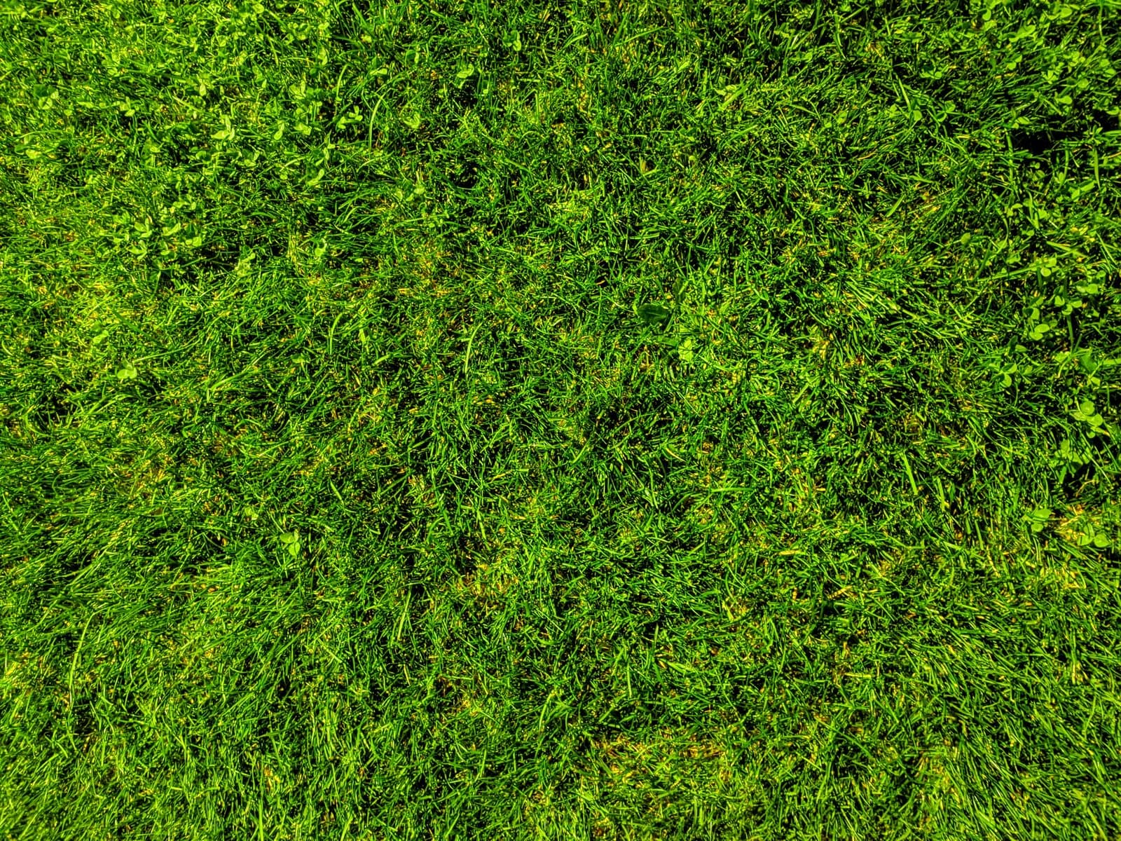 Freshly installed Bermuda sod on a new construction lot